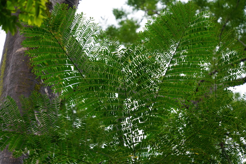 Schizolobium parahyba - Leaves