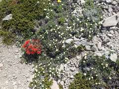 Castilleja rupicola