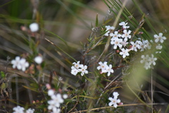 Leucopogon concurvus