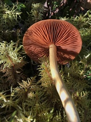 Cortinarius ominosus
