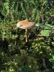 Cortinarius ominosus