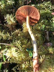 Cortinarius ominosus