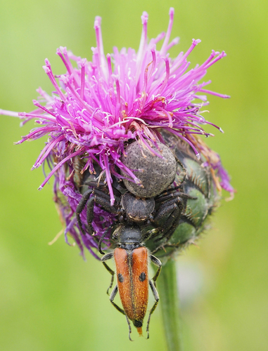 Xysticus acerbus