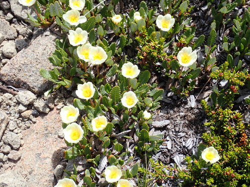 Hooker's eight-petal mountain-avens (Dryas hookeriana)