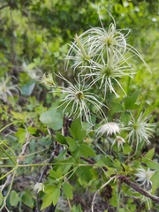 Clematis drummondii
