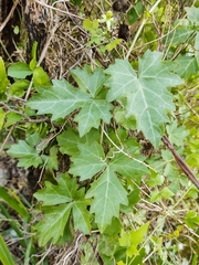 Cissus trifoliata