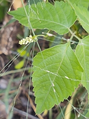 Sapindaceae