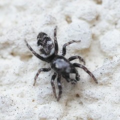 Salticus zebraneus