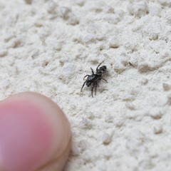 Salticus zebraneus