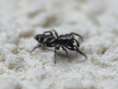 Salticus zebraneus