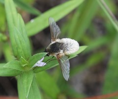 Systoechus candidulus