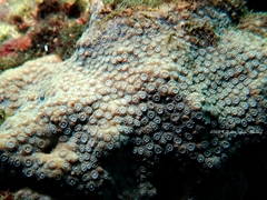 Cyphastrea serailia