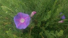 Ipomoea stans