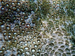 Plesiastrea peroni