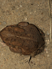 Anaxyrus americanus