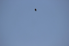 Cisticola juncidis malaya