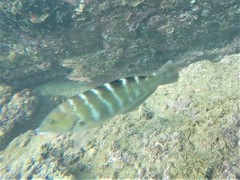 Halichoeres notospilus