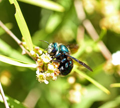 Xylocopa bombylans
