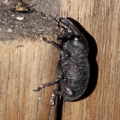 Heilipodus taciturnus