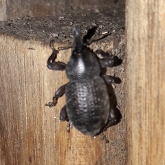 Heilipodus taciturnus