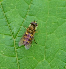 Syrphus ribesii