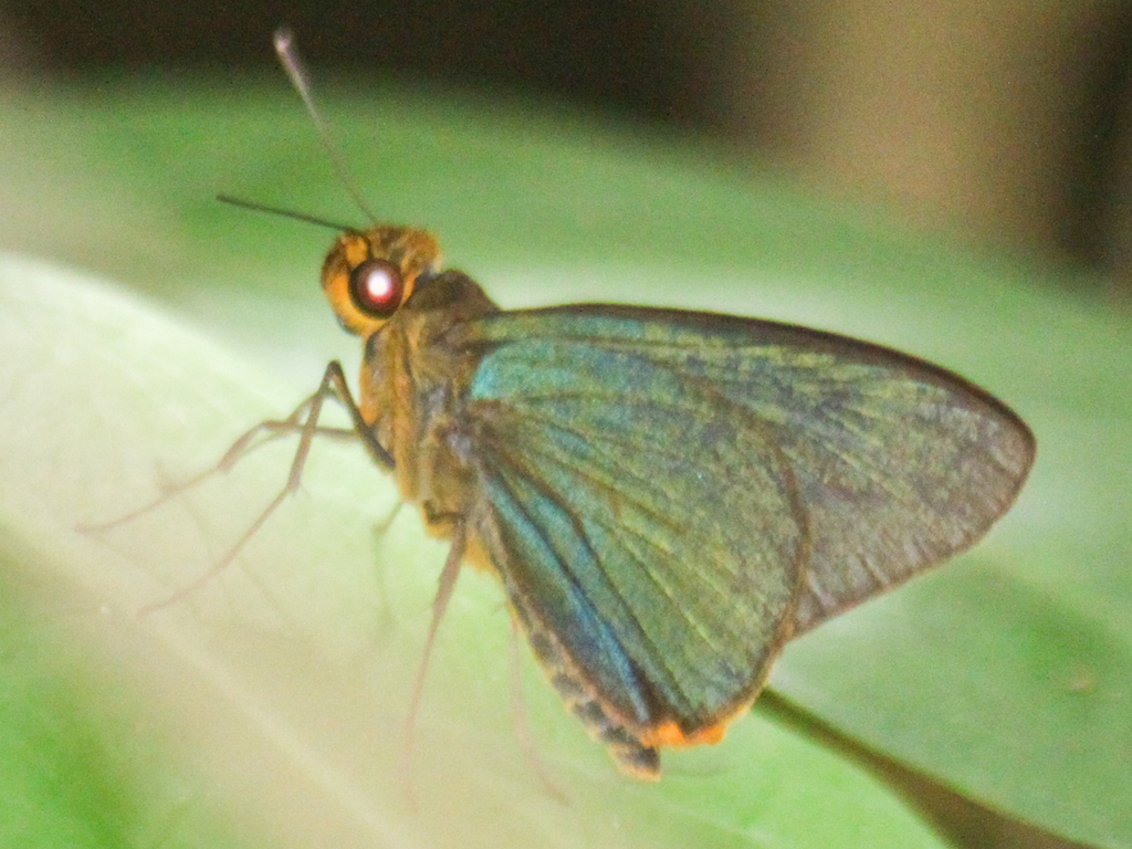 Agava Skipper