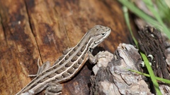 Sceloporus slevini
