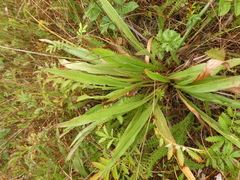 Plantago macrocarpa