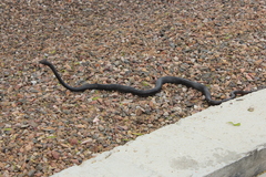 Masticophis flagellum cingulum