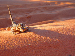 Moloch horridus