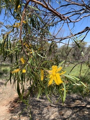 Juliflorae