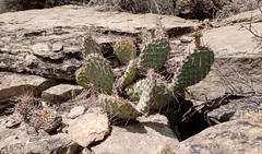 Opuntia polyacantha juniperina