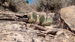 Opuntia polyacantha juniperina