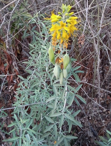iNaturalist observation photo of Bladderpod