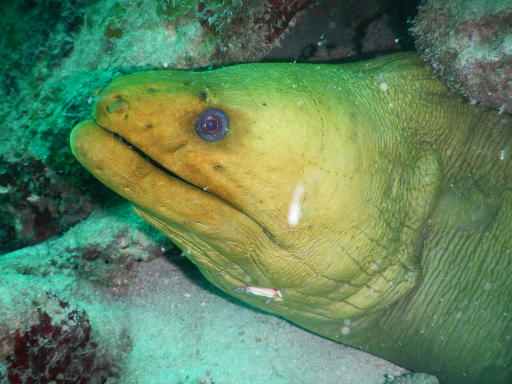 Morena verde (Peces y crustáceos de la desembocadura del Río Panuco) ·  iNaturalist