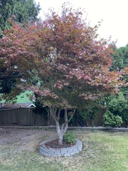 Acer palmatum