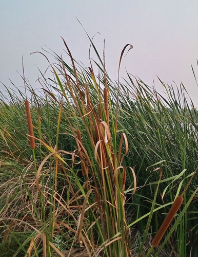 iNaturalist observation photo of Cattails