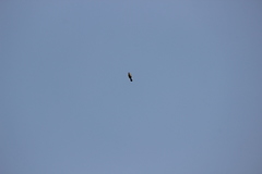 Cisticola juncidis malaya