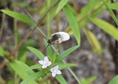 Systoechus candidulus