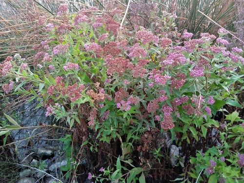 iNaturalist observation photo of marsh fleabane