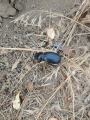 Eleodes grandicollis