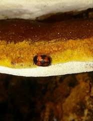 Diaperis rufipes