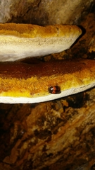 Diaperis rufipes