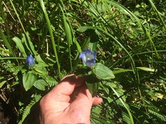 Gentiana platypetala