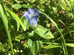 Gentiana platypetala