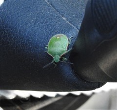 Chlorochroa uhleri