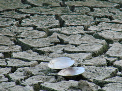 Utterbackiana suborbiculata