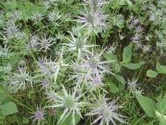 Eryngium hookeri