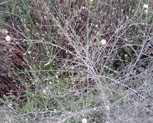 iNaturalist observation photo of annual saltmarsh aster