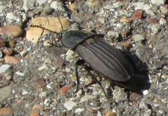 Silpha carinata